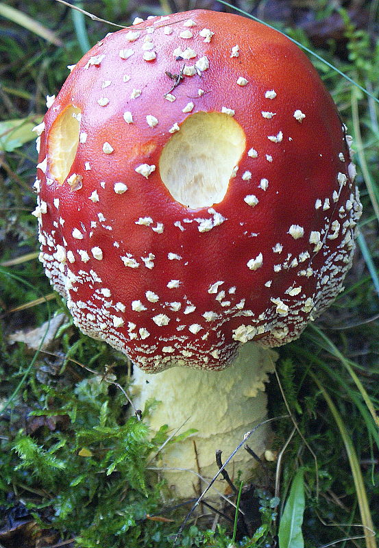 muchotrávka červená Amanita muscaria (L.) Lam.