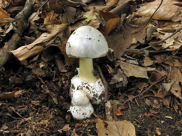 muchotrávka zelená Amanita phalloides (Vaill. ex Fr.) Link