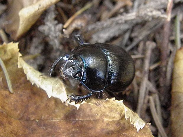 chrobak Anoplotrupes stercorosus