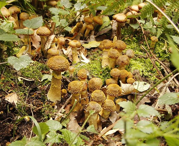 podpňovka obyčajná Armillaria mellea (Vahl) P. Kumm.