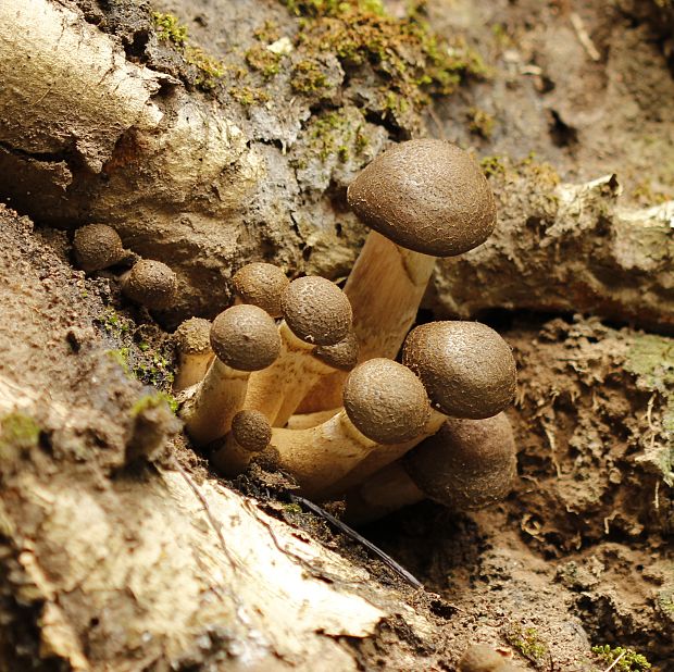 podpňovka obyčajná Armillaria mellea (Vahl) P. Kumm.