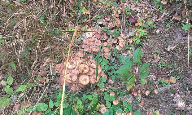 podpňovka tmavá Armillaria ostoyae (Romagn.) Herink