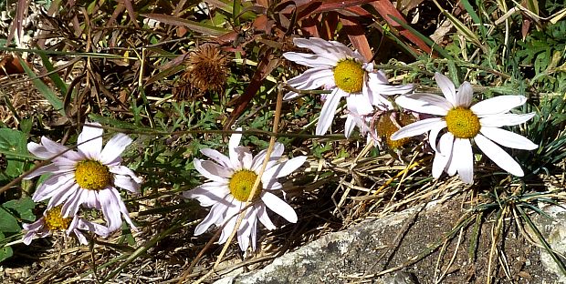 astra alpínska Aster alpinus L.