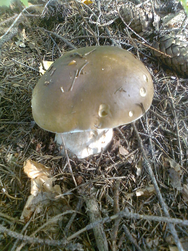 hríb smrekový Boletus edulis Bull.