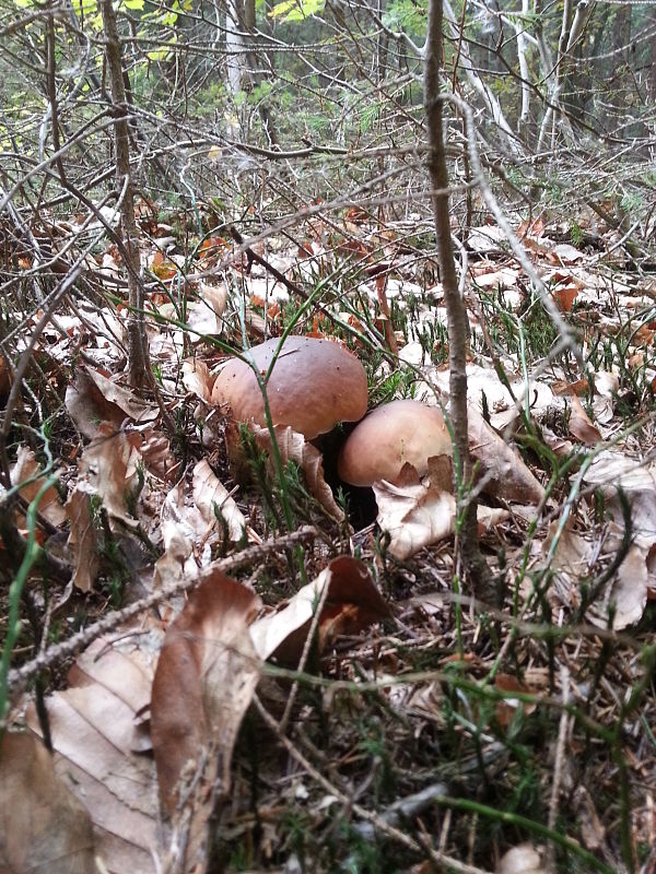 hríb smrekový Boletus edulis Bull.