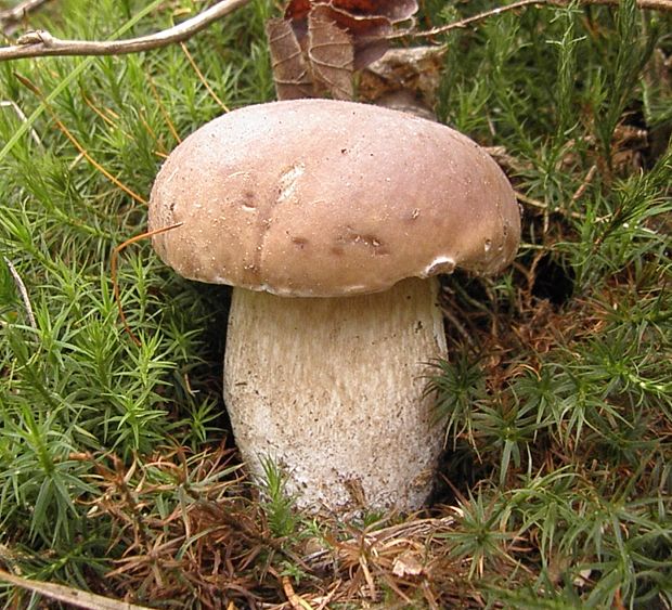 hríb smrekový Boletus edulis Bull.