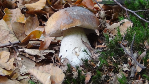 hríb smrekový Boletus edulis Bull.