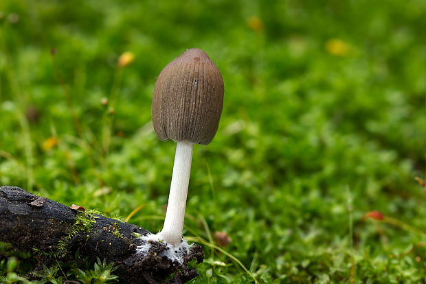 hnojník Coprinellus sp.