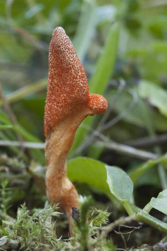 žezlovka hmyzová Cordyceps militaris (Fr.) Link