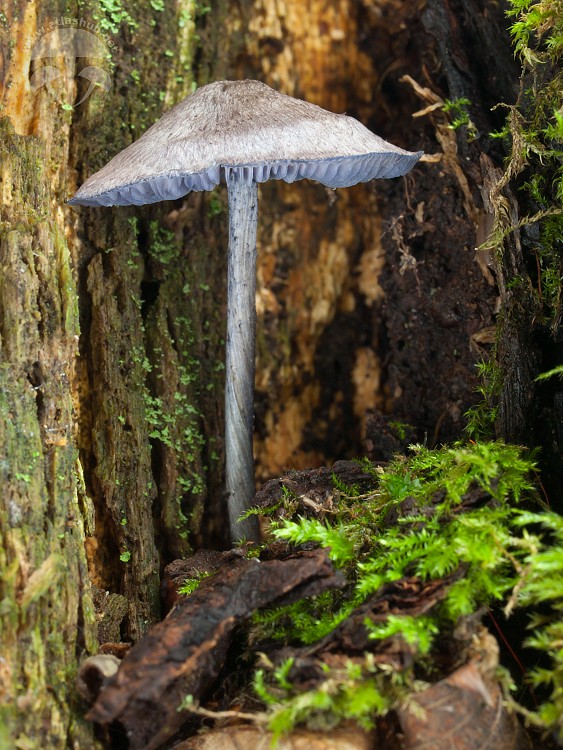 hodvábnica fialovomodrá Entoloma euchroum (Pers.) Donk