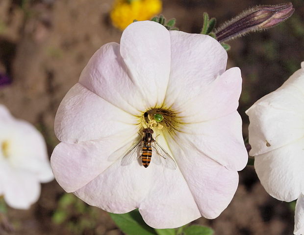 pestrica Episyrphus balteatus