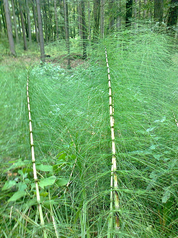 praslička lesná Equisetum sylvaticum L.