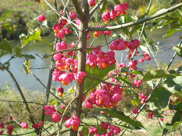 bršlen európsky  Euonymus europaeus L.