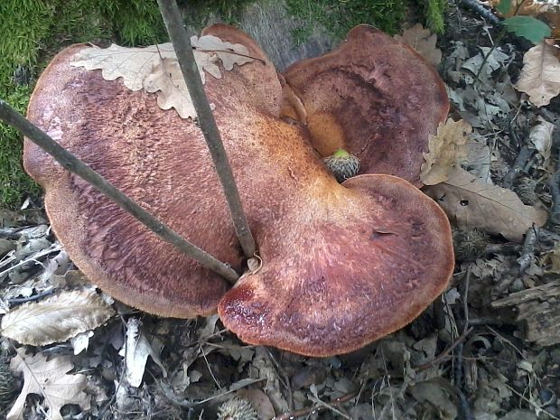 pečeňovec dubový Fistulina hepatica (Schaeff.) With.