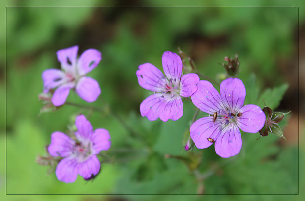 pakost lesný Geranium sylvaticum  L.