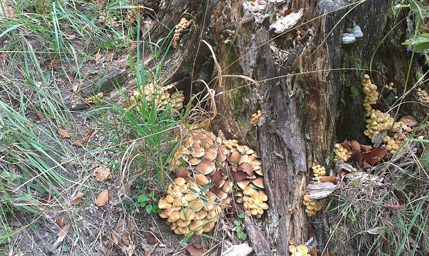 šupinovec nádherný Gymnopilus junonius (Fr.) P.D. Orton