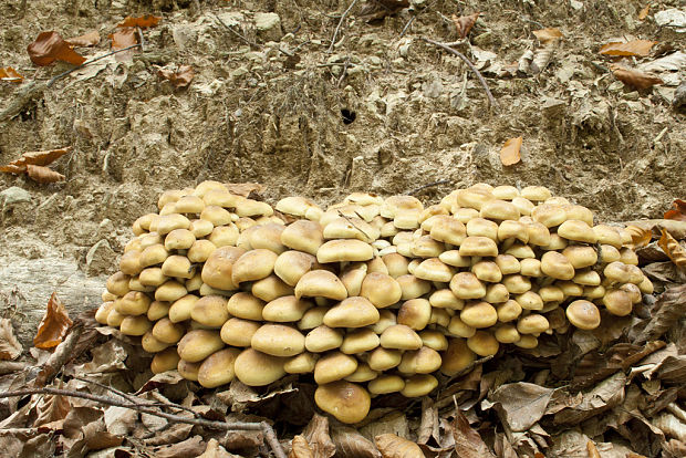 strapcovka zväzkovitá Hypholoma fasciculare (Huds.) P. Kumm.