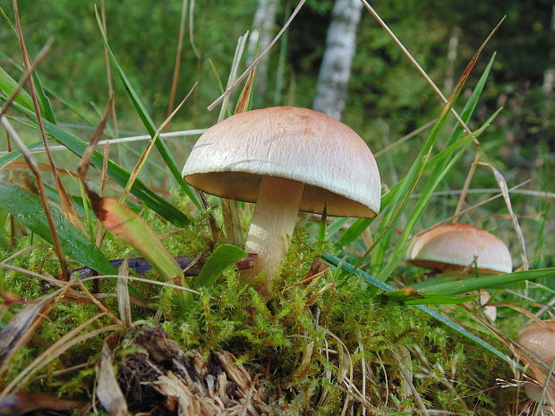 strapcovka tehlovočervená Hypholoma lateritium (Schaeff.) P. Kumm.