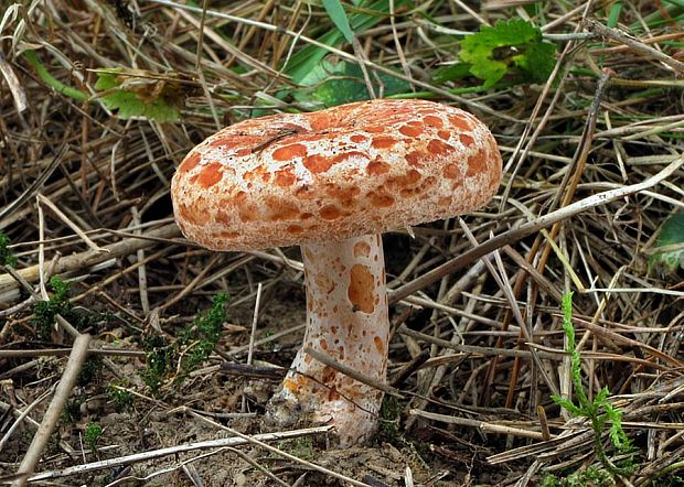 rýdzik pravý Lactarius deliciosus (L.) Gray