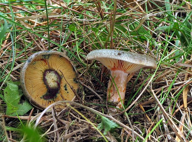 rýdzik oranžovokrvavý Lactarius semisanguifluus R. Heim & Leclair