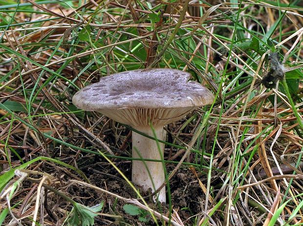 rýdzik severský Lactarius trivialis (Fr.) Fr.