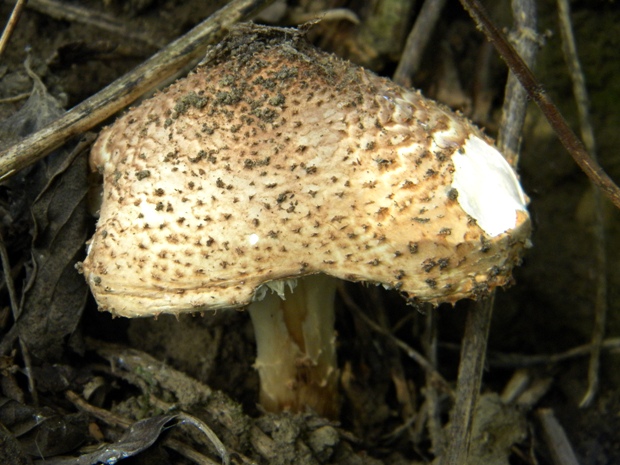 bedlička pavučinovcovitá Lepiota cortinarius var. cortinarius J. E. Lange