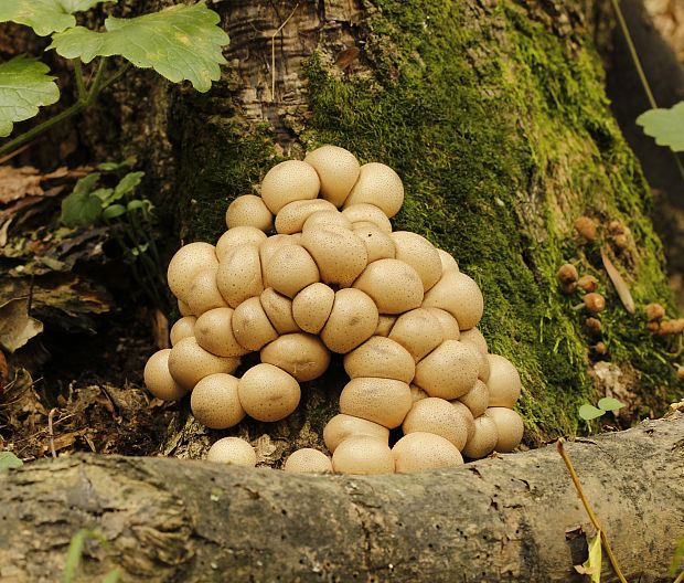 prášnica hruškovitá Lycoperdon pyriforme Schaeff.