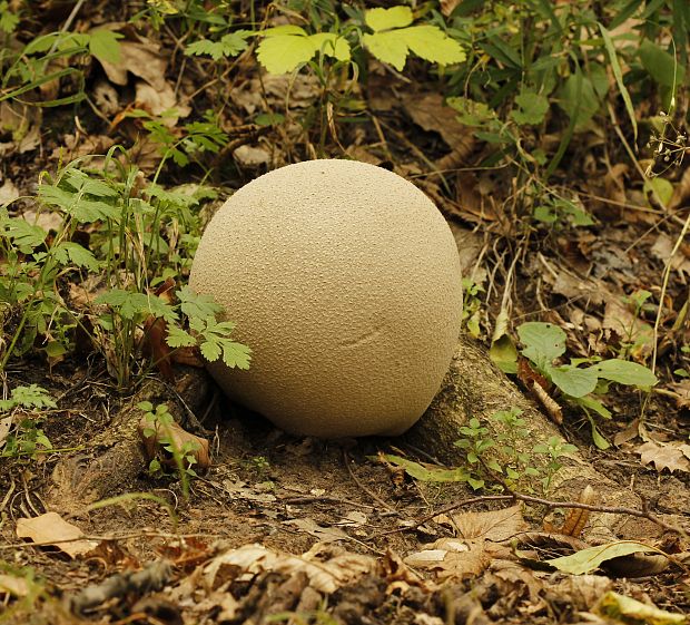 prášnica Lycoperdon sp.