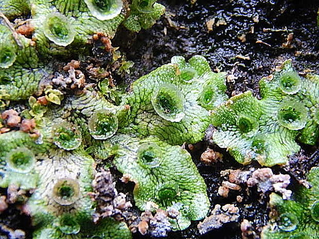 porastnica  Marchantia polymorpha