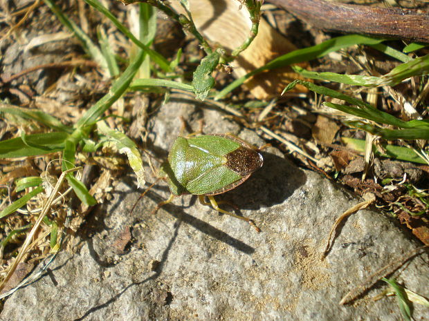 bzdocha zelená  Palomena prasina