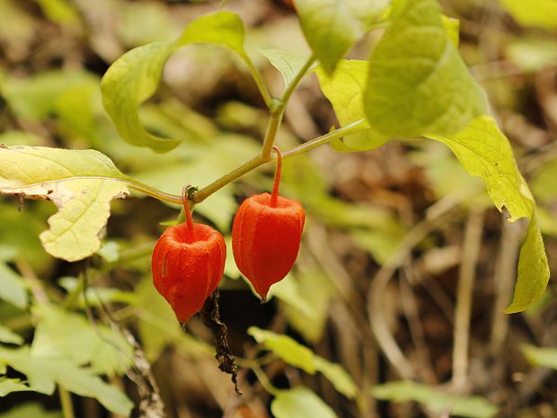 machovka čerešňová Physalis alkekengi L.