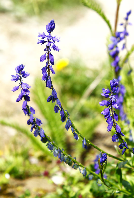 horčinka obyčajná Polygala vulgaris L.