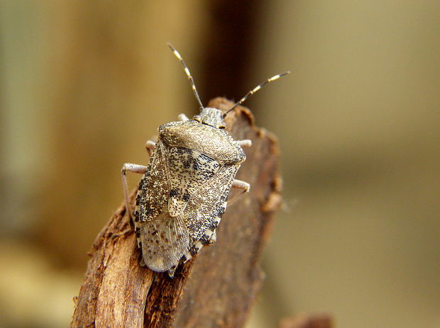 bzdocha sivasta Rhaphigaster nebulosa