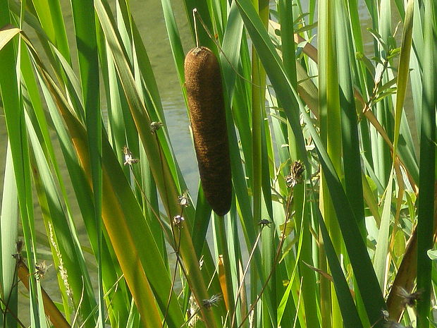 pálka širokolistá Typha latifolia L.