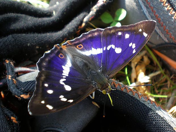 dúhovec väčší  Apatura iris (Linnaeus, 1758)