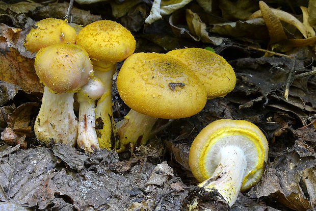 podpňovka žltá Armillaria gallica Marxm. & Romagn.