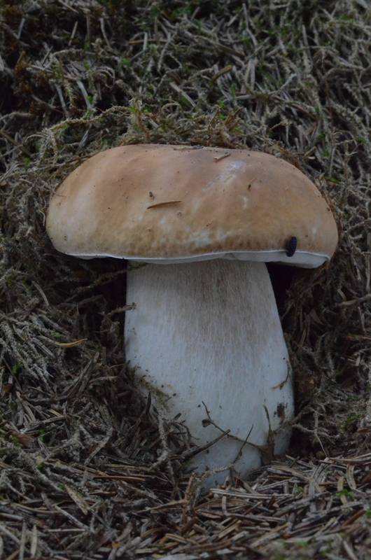 hríb smrekový Boletus edulis Bull.