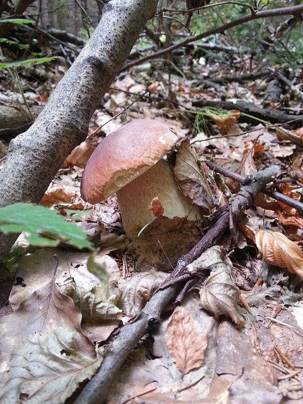 hríb smrekový Boletus edulis Bull.