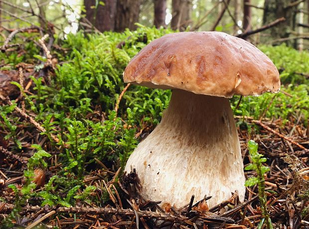 hríb smrekový Boletus edulis Bull.