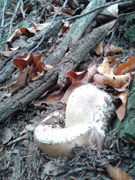 hríb smrekový Boletus edulis Bull.