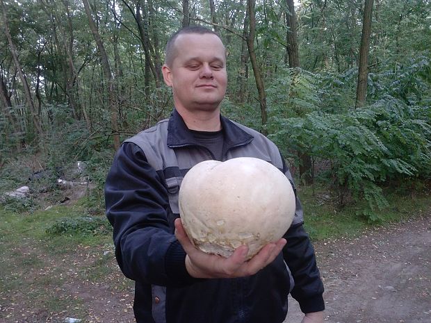 vatovec obrovský Calvatia gigantea (Batsch) Lloyd