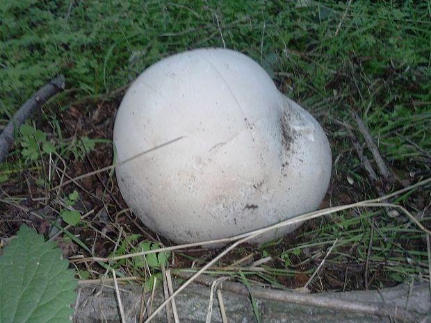 vatovec obrovský Calvatia gigantea (Batsch) Lloyd