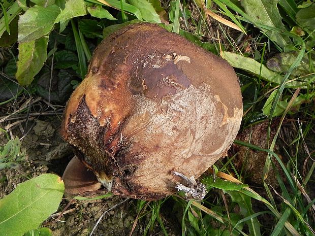 vatovec obrovský Calvatia gigantea (Batsch) Lloyd