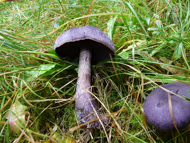 pavučinovec hercýnsky Cortinarius sp.