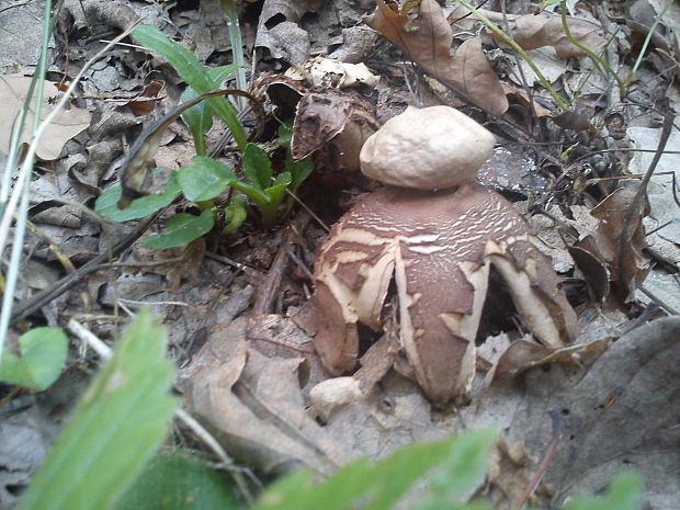 hviezdovka Geastrum sp.