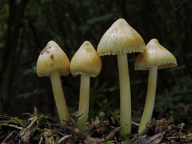 vláknica Inocybe sp.