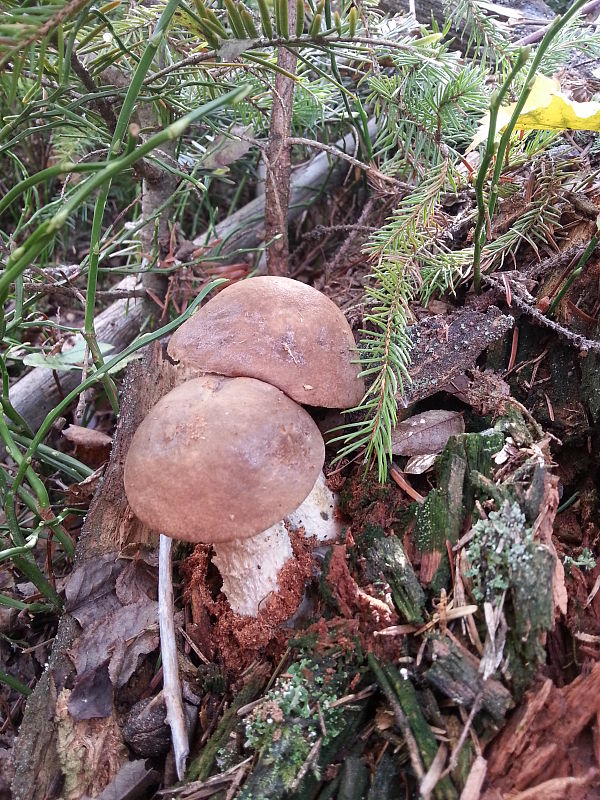 kozák brezový Leccinum scabrum (Bull.) Gray