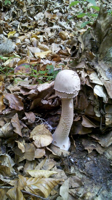 bedľa vysoká Macrolepiota procera (Scop.) Singer