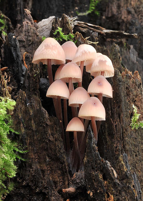 prilbička krvavomliečna Mycena haematopus (Pers.) P. Kumm.