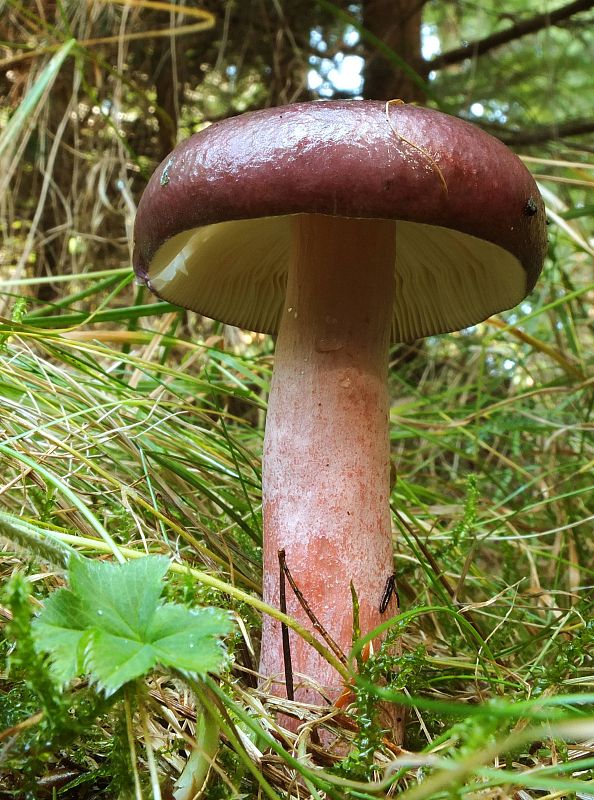 plávka  Russula roseoaurantia Sarnari